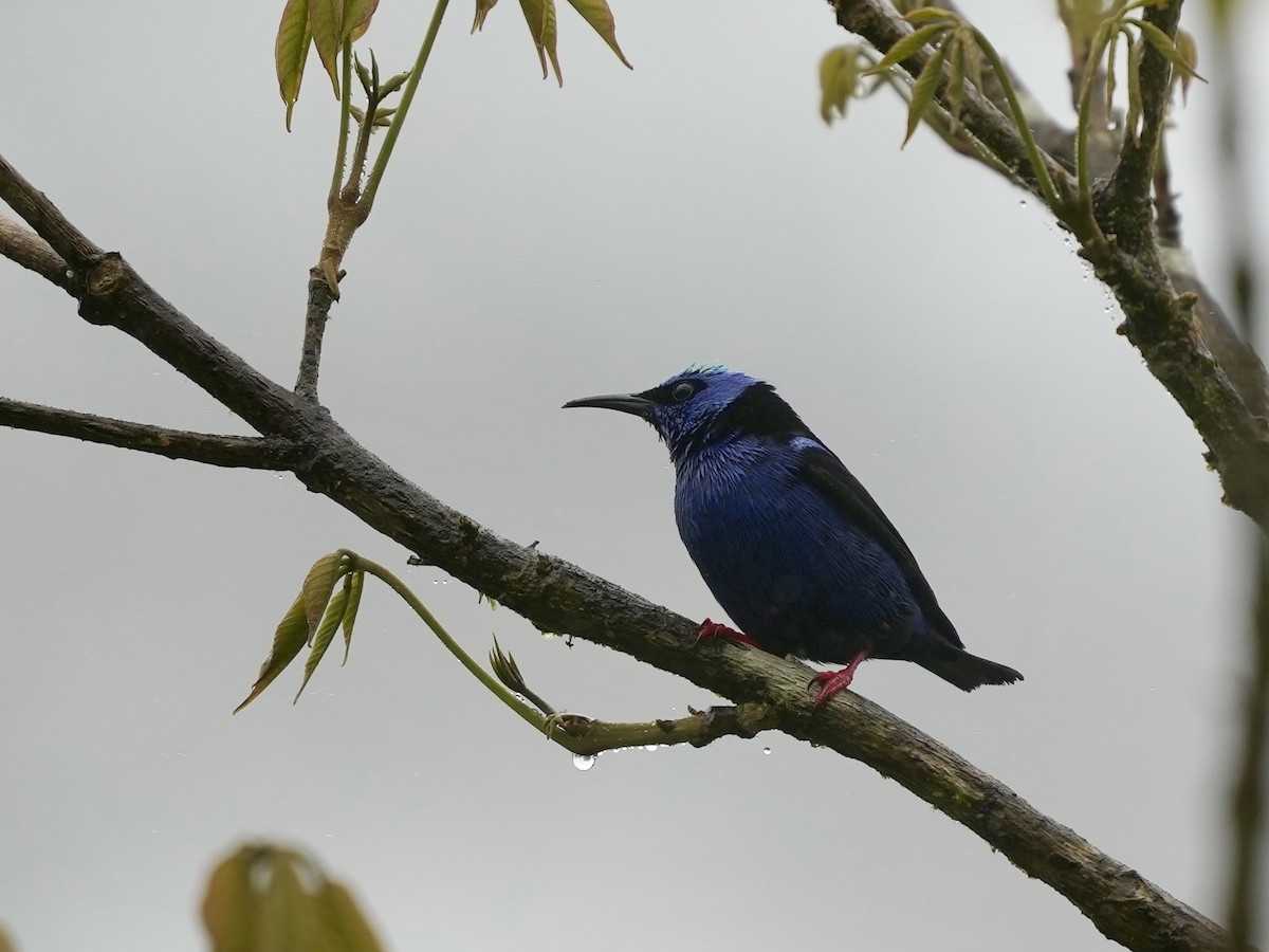 Red-legged Honeycreeper - ML644684336