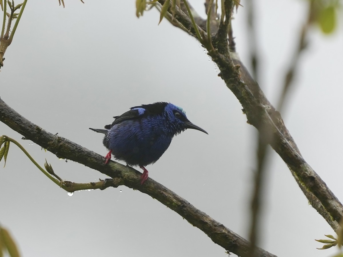 Red-legged Honeycreeper - ML644684337