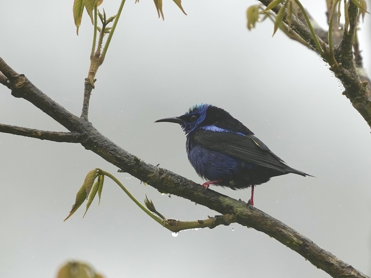 Red-legged Honeycreeper - ML644684338