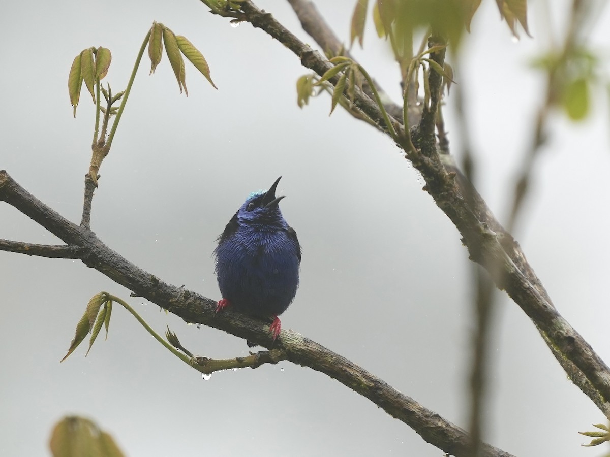 Red-legged Honeycreeper - ML644684339