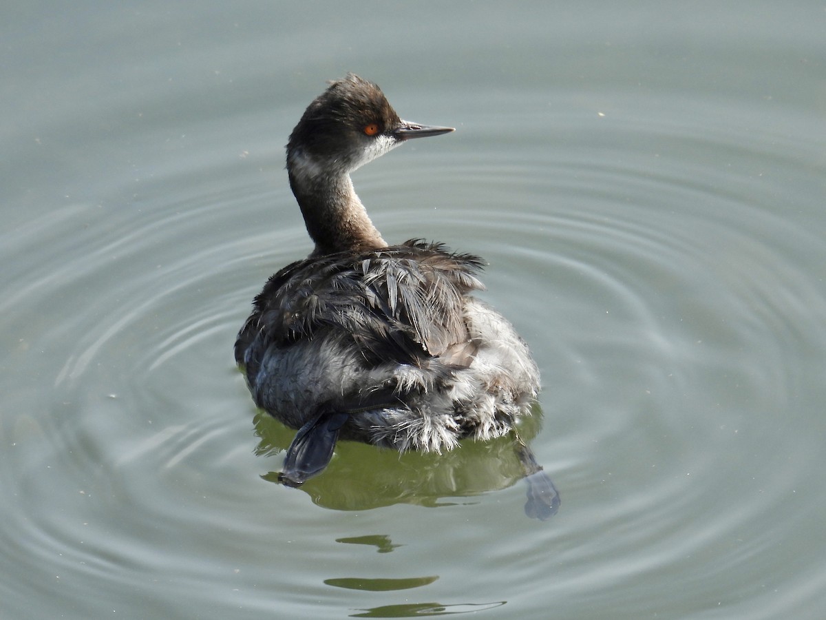 Eared Grebe - ML644684340