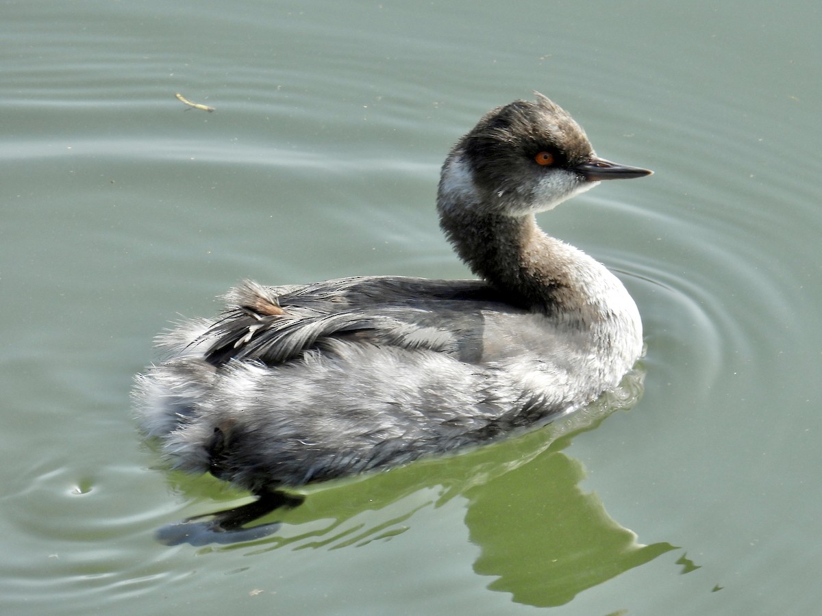 Eared Grebe - ML644684341