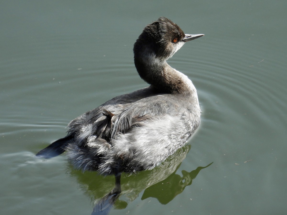 Eared Grebe - ML644684342