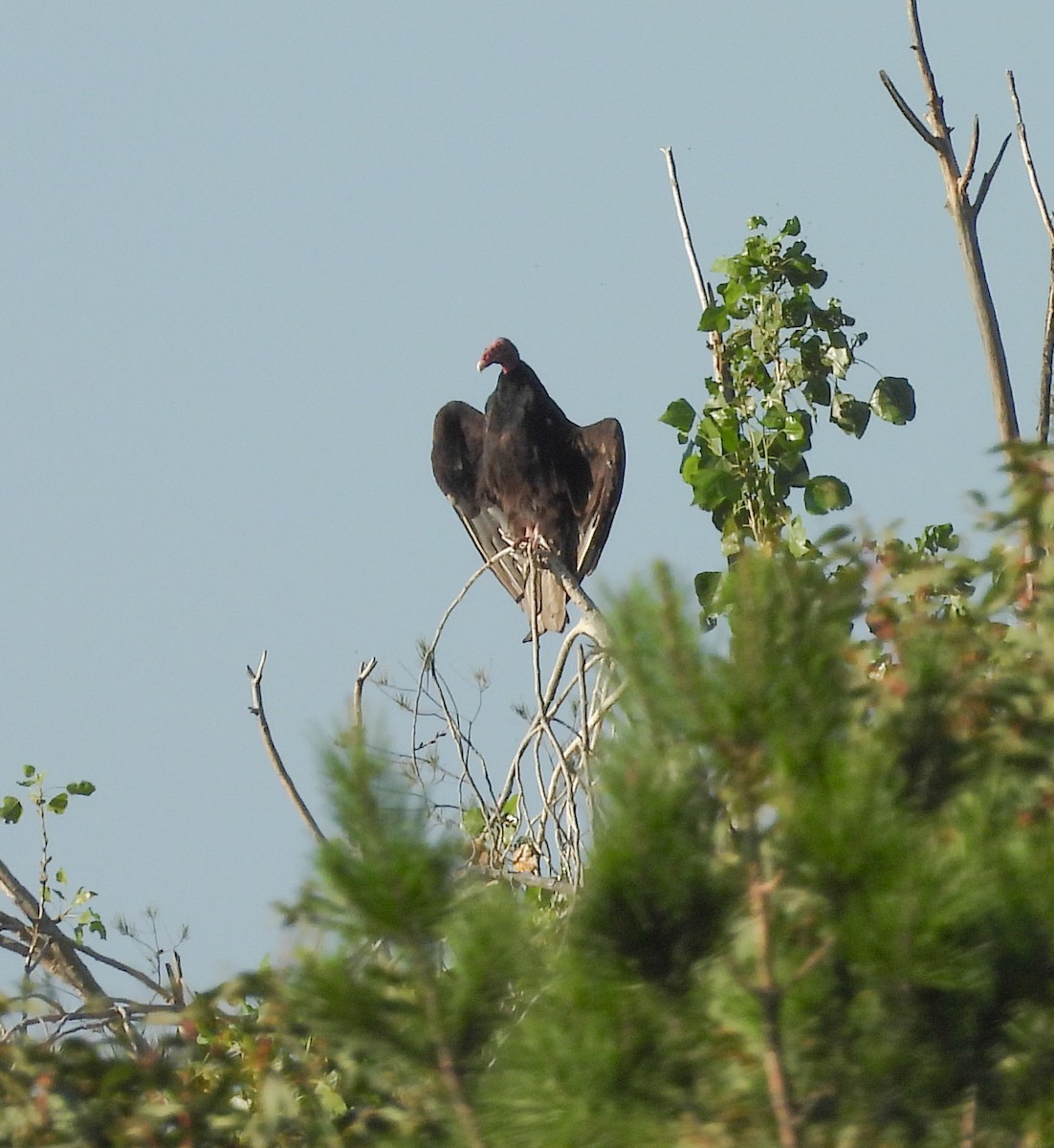 Turkey Vulture - ML644684343