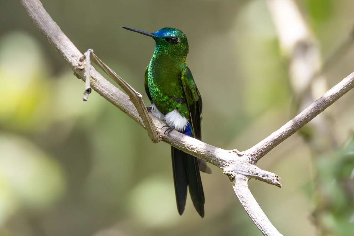 Sapphire-vented Puffleg - ML644684345