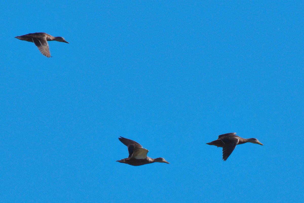 kachna pobřežní - ML644684354