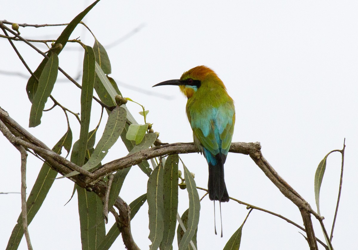 vlha duhová - ML644684360