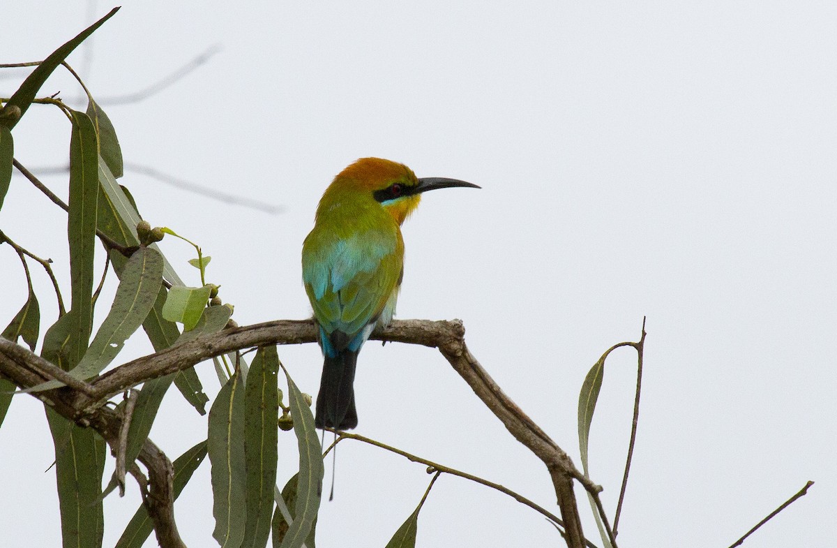 vlha duhová - ML644684361