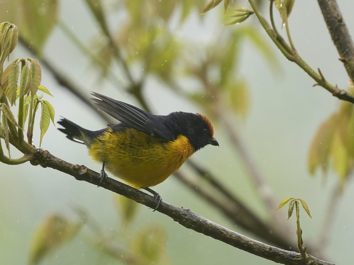Tawny-capped Euphonia - ML644684373