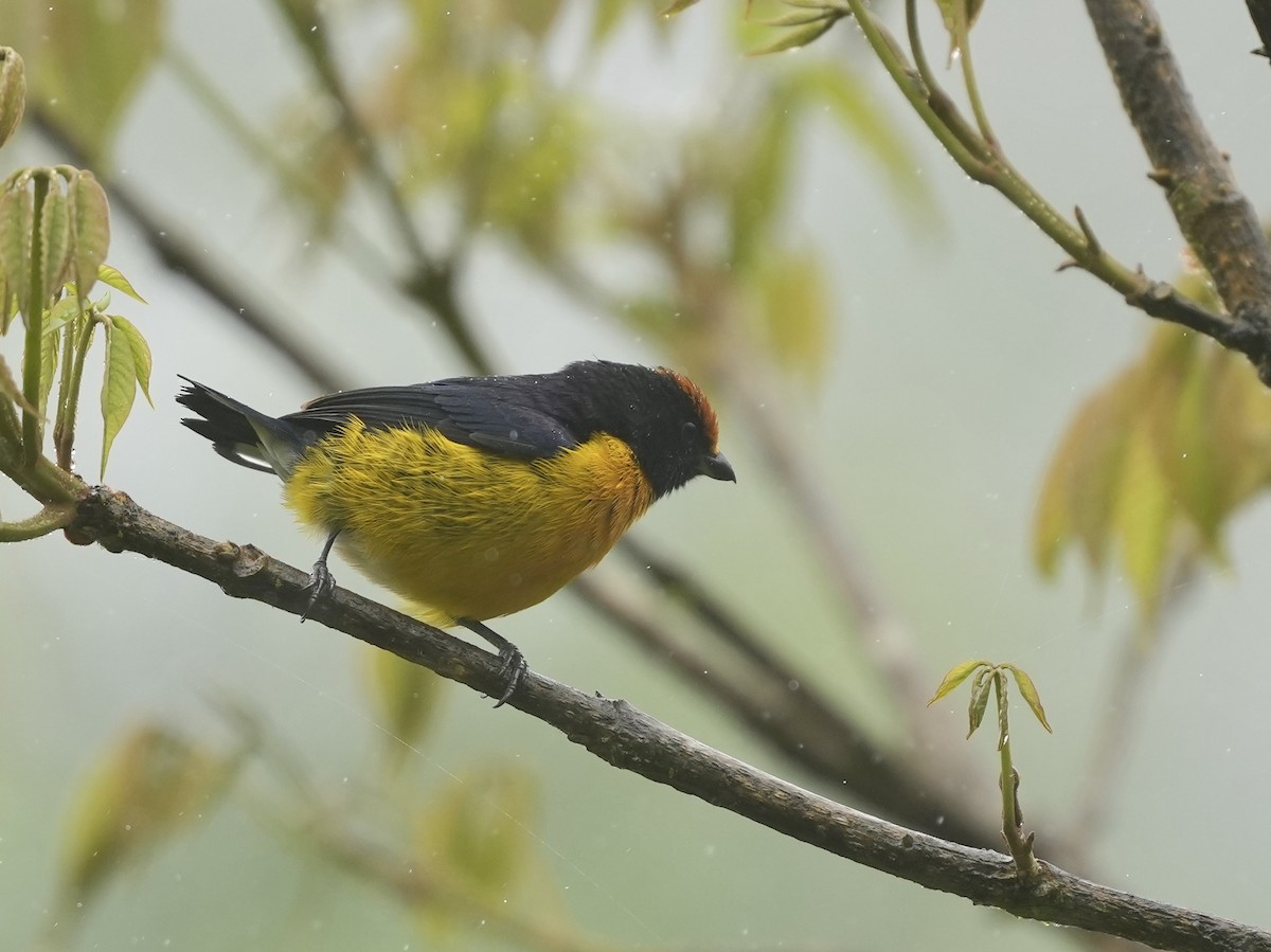 Tawny-capped Euphonia - ML644684374