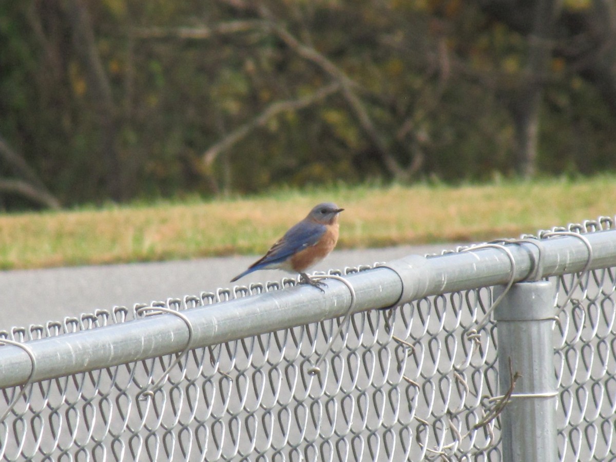 Eastern Bluebird - ML644684376