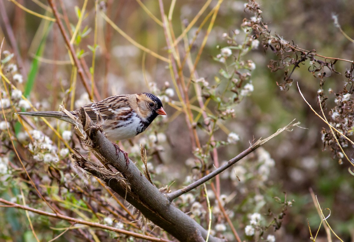 Harris's Sparrow - ML644684399