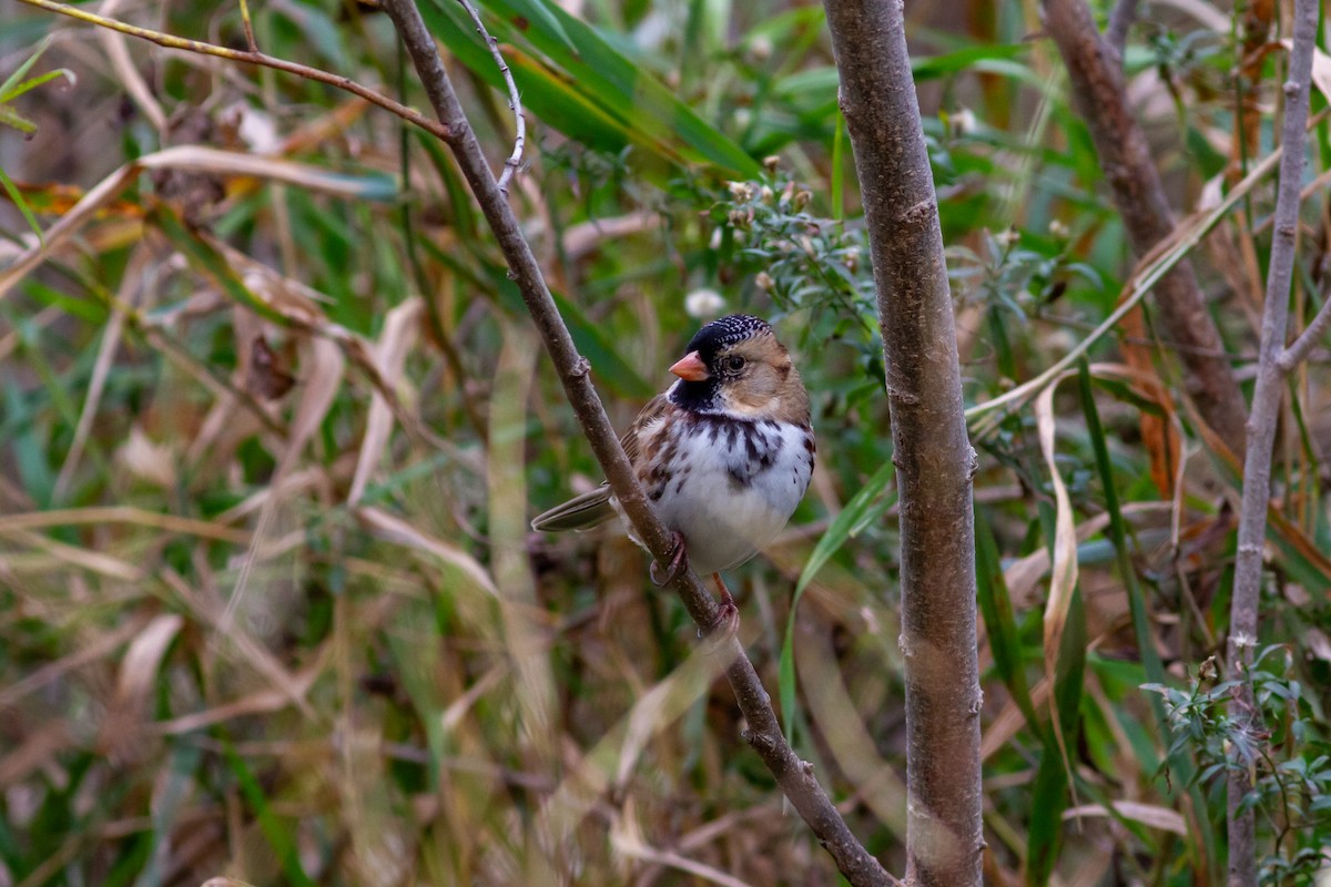 Harris's Sparrow - ML644684400