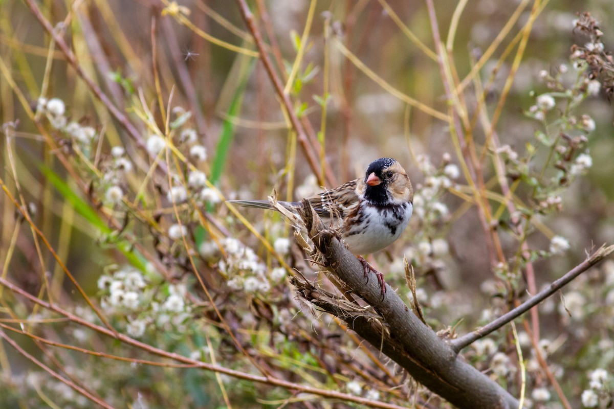 Harris's Sparrow - ML644684401