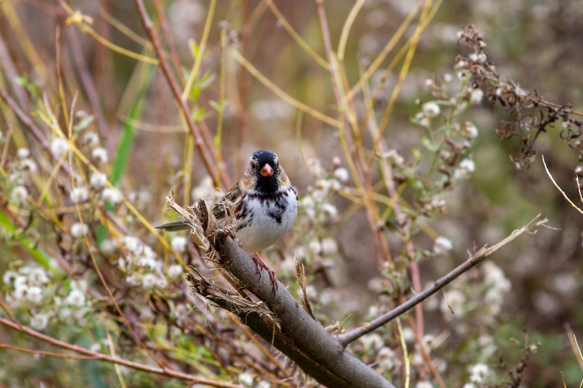 Harris's Sparrow - ML644684402