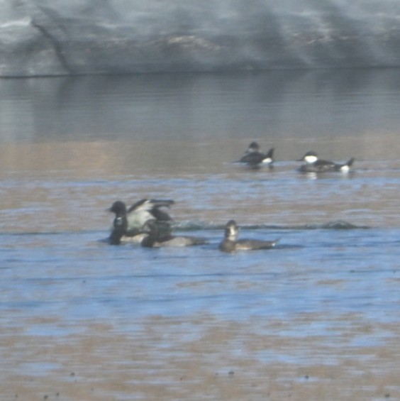 Савка американська - ML644684403