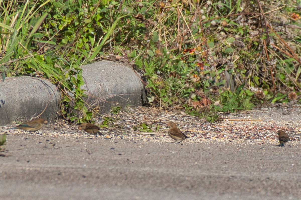 indigospurv - ML644684404