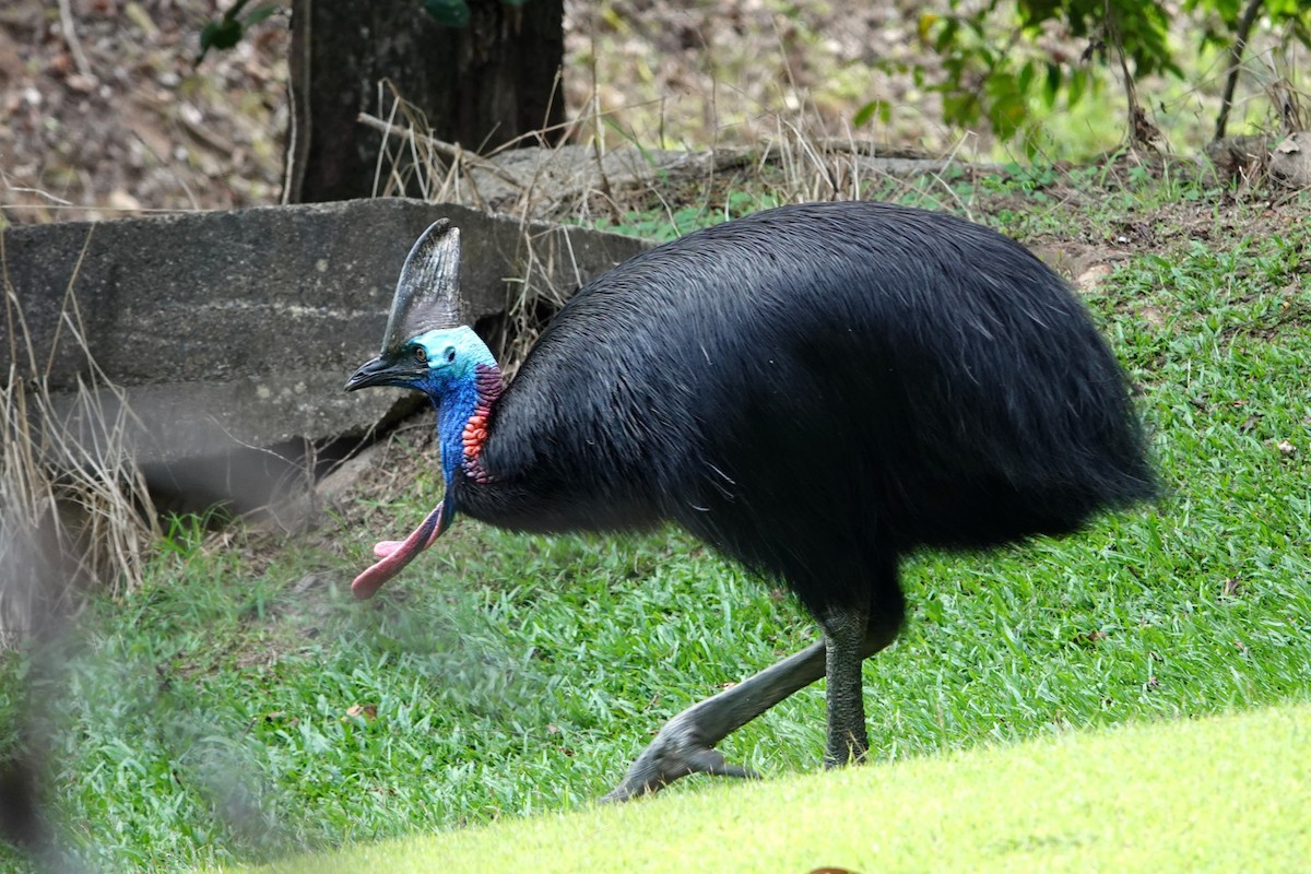 Southern Cassowary - ML644684406