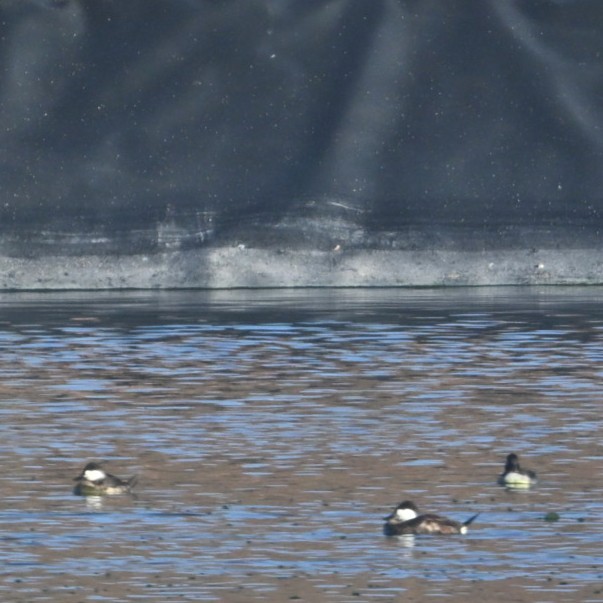 Савка американська - ML644684407