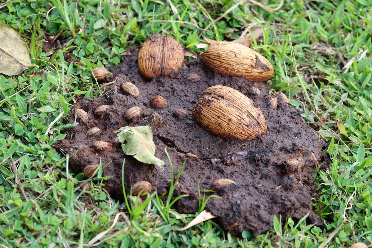 Southern Cassowary - ML644684408