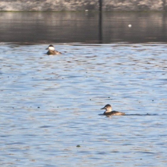 Савка американська - ML644684411