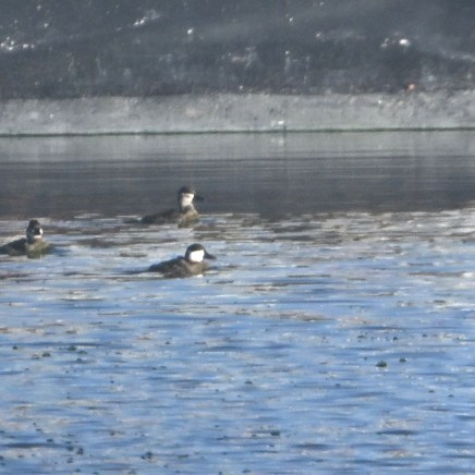 Савка американська - ML644684414