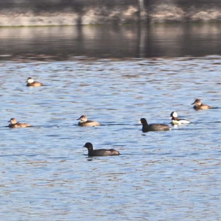 Савка американська - ML644684419