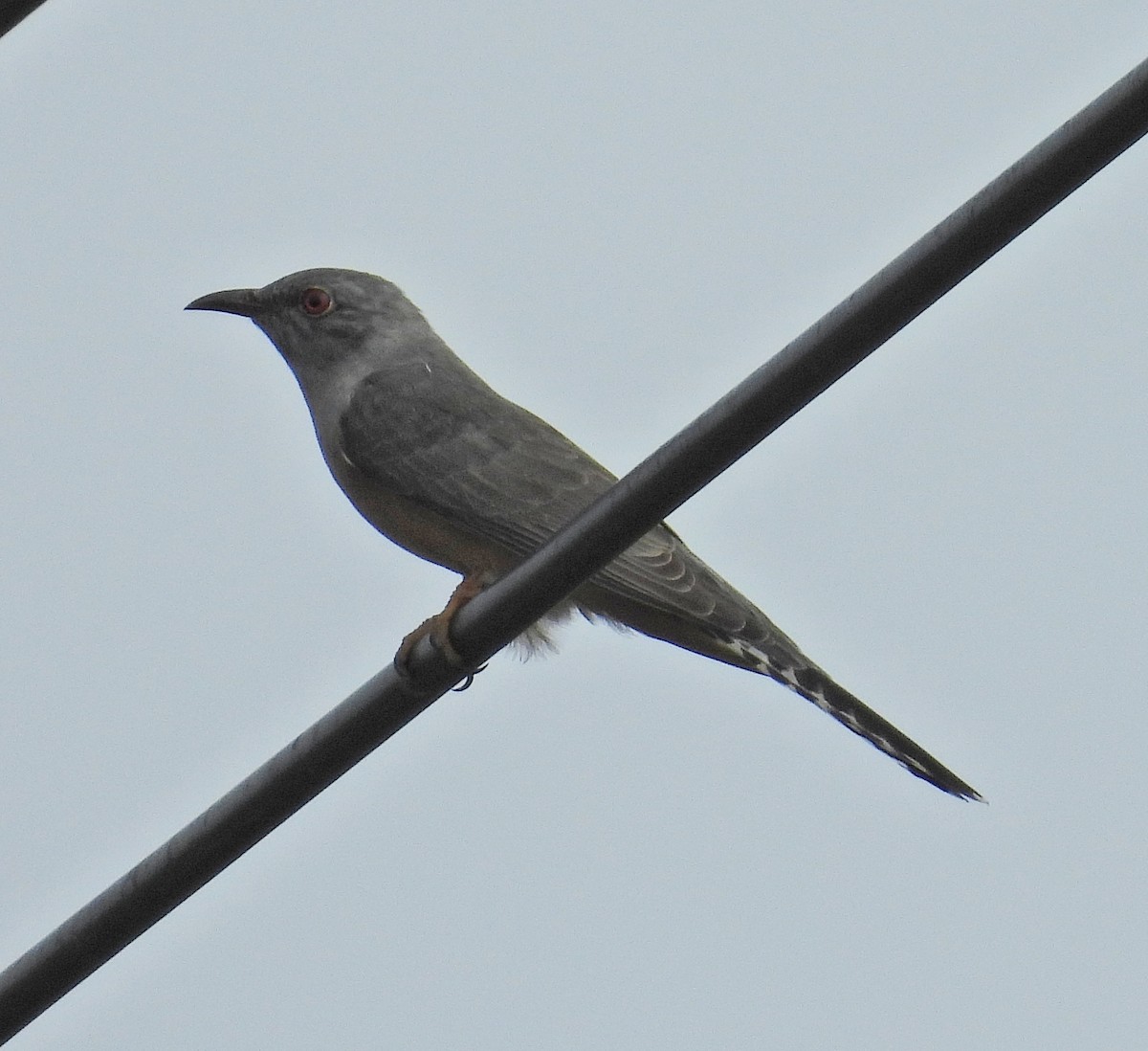 ヒメカッコウ - ML644684420