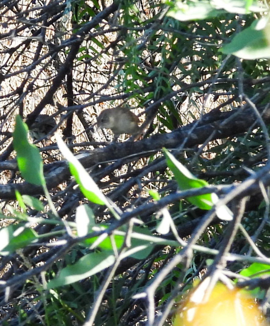 Bewick's Wren - ML644684421
