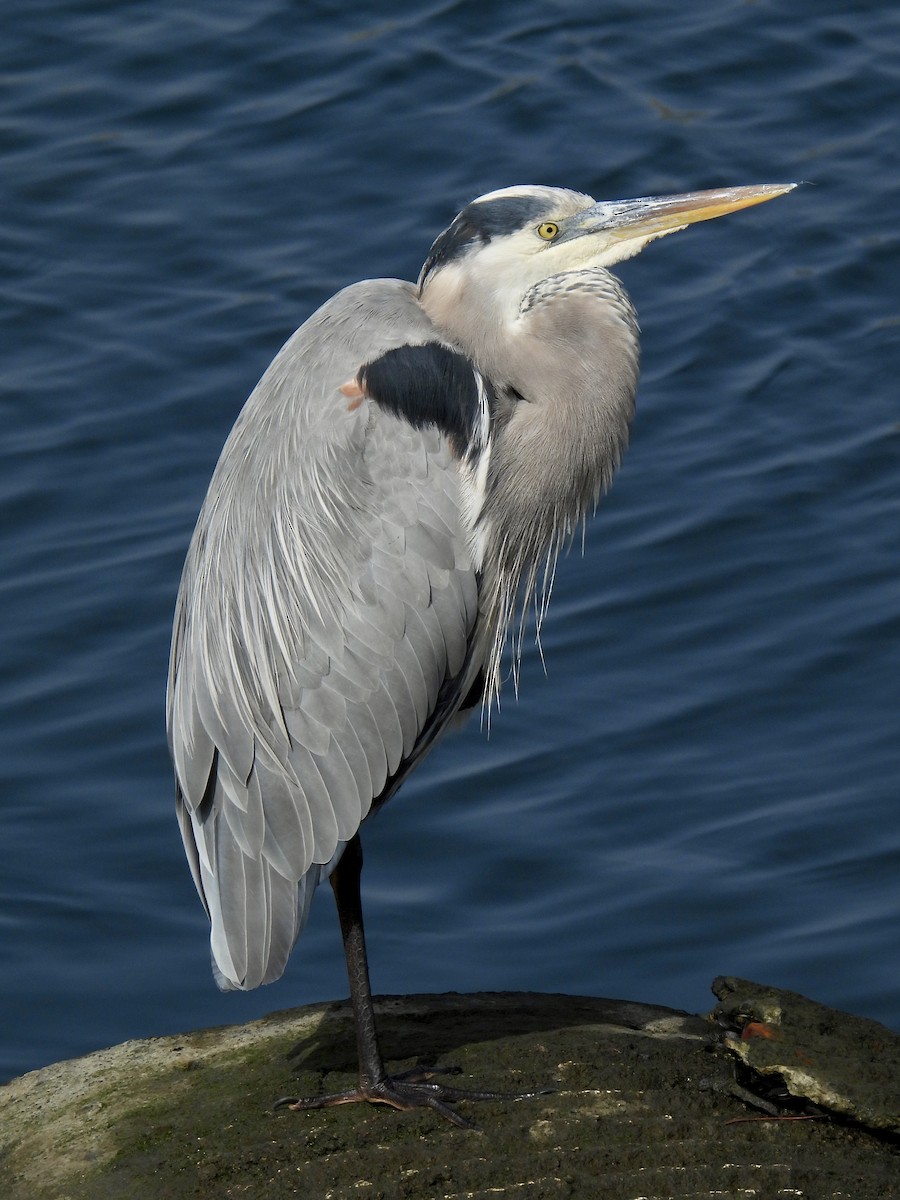 Great Blue Heron - ML644684427