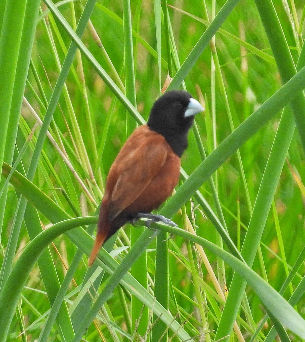 Kestane Rengi Munya - ML644684433