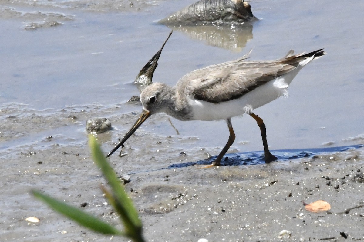 Terek Sandpiper - ML644684444