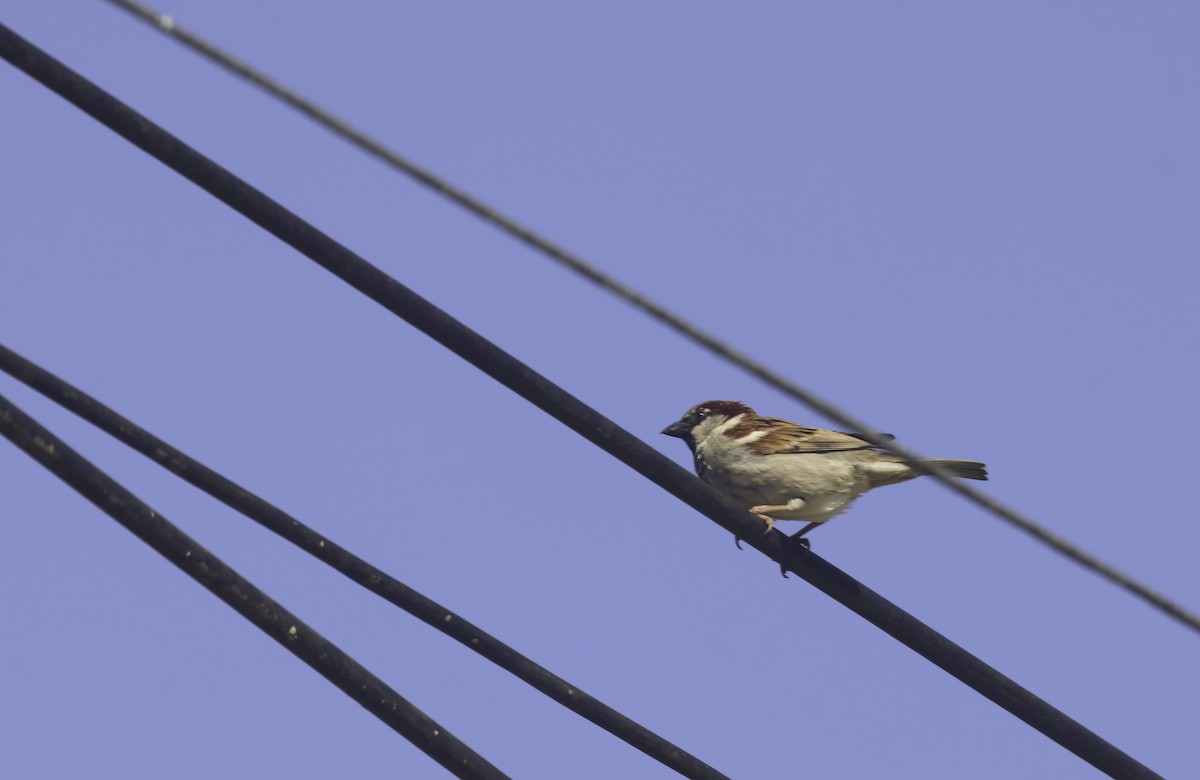 イエスズメ - ML644684448