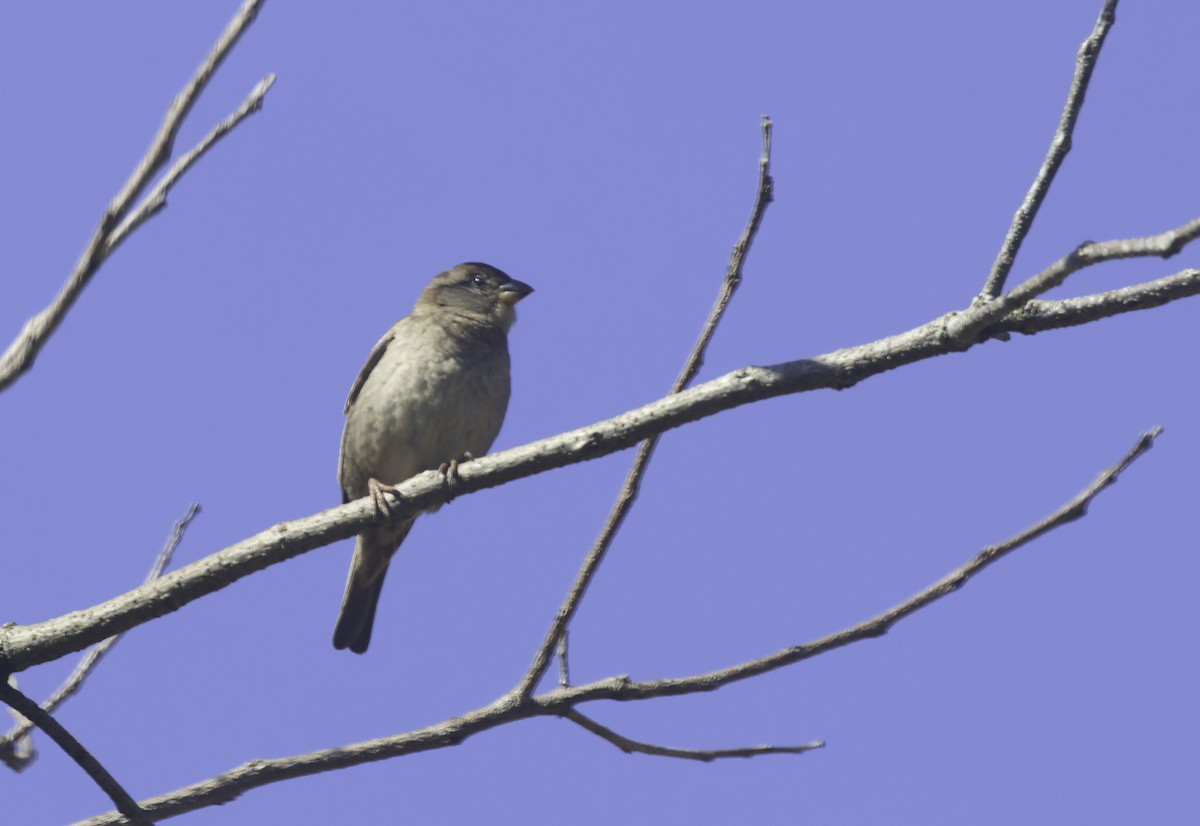 イエスズメ - ML644684449