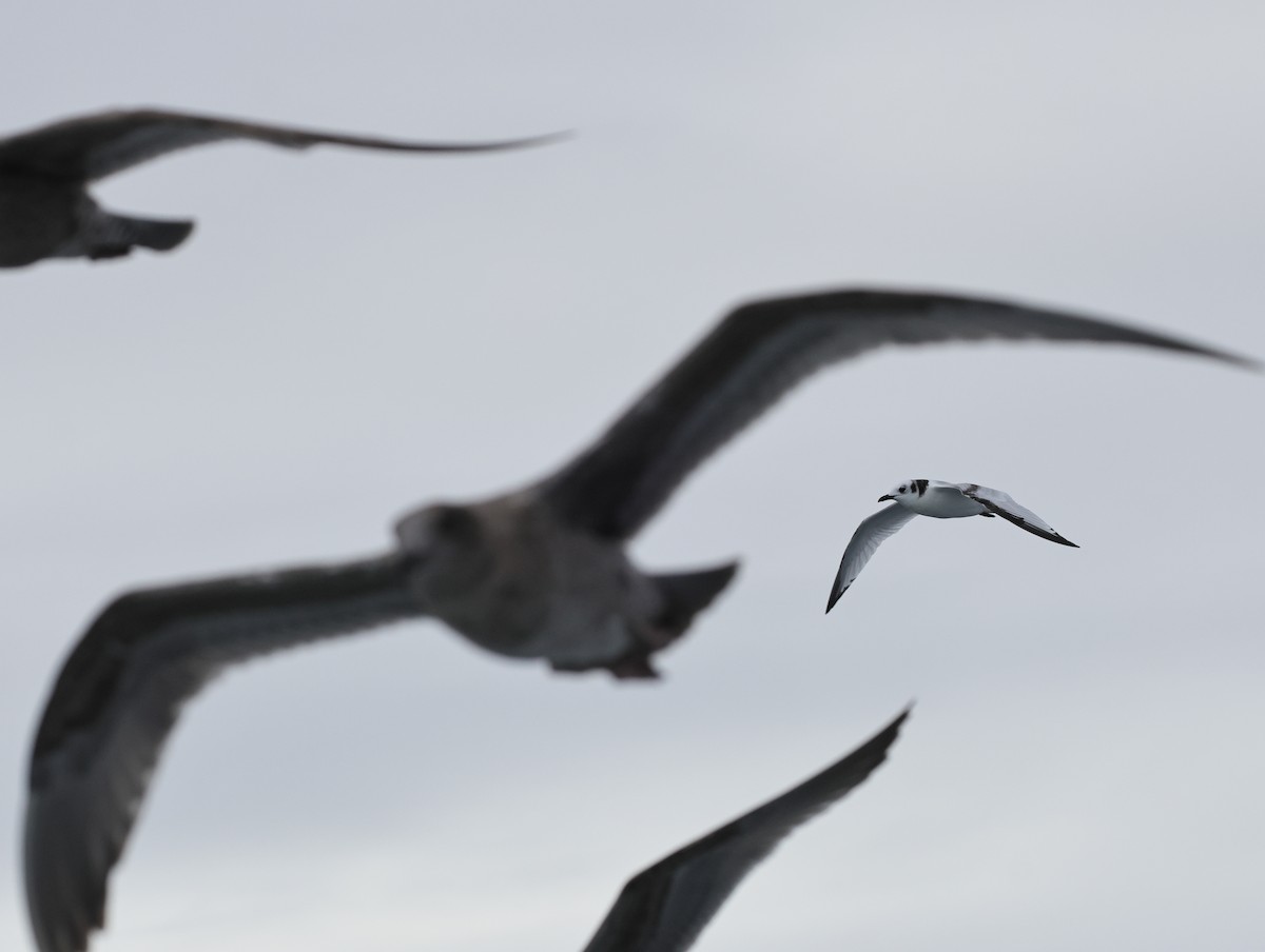 Гурван хуруут цахлай - ML644684450