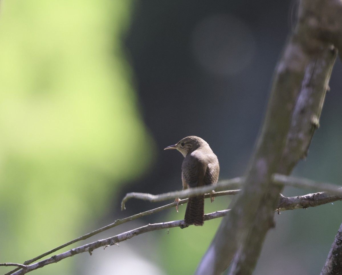 Southern House Wren (cis-Andean) - ML644684458