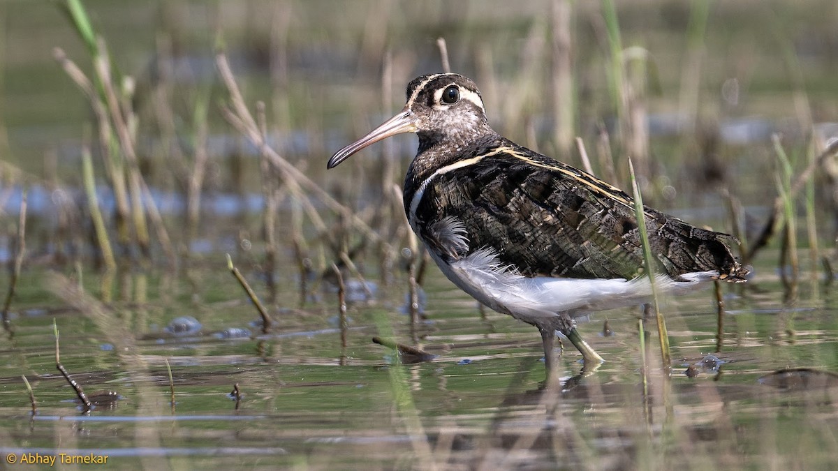 חרטומית בנגלית - ML644684463