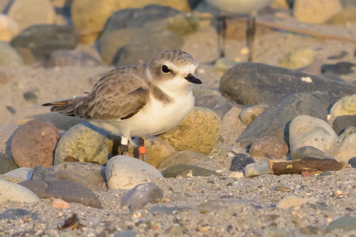 Snowy Plover - ML644684464
