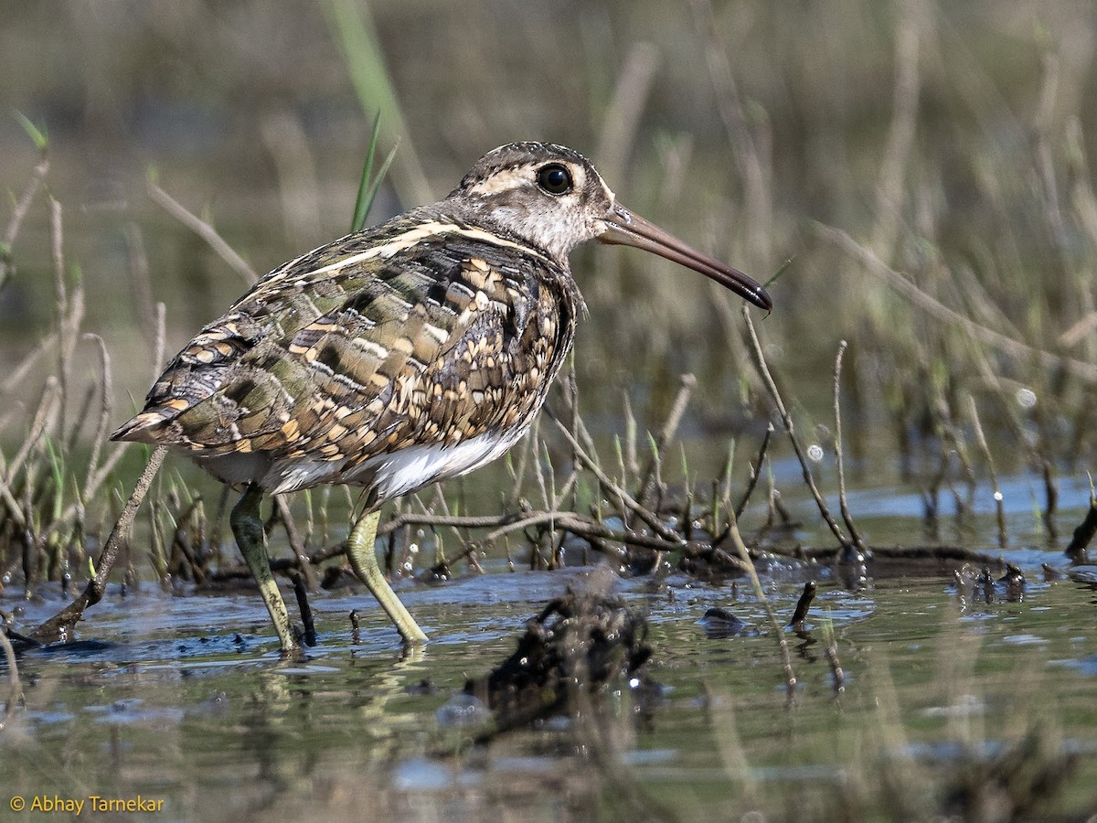 חרטומית בנגלית - ML644684465