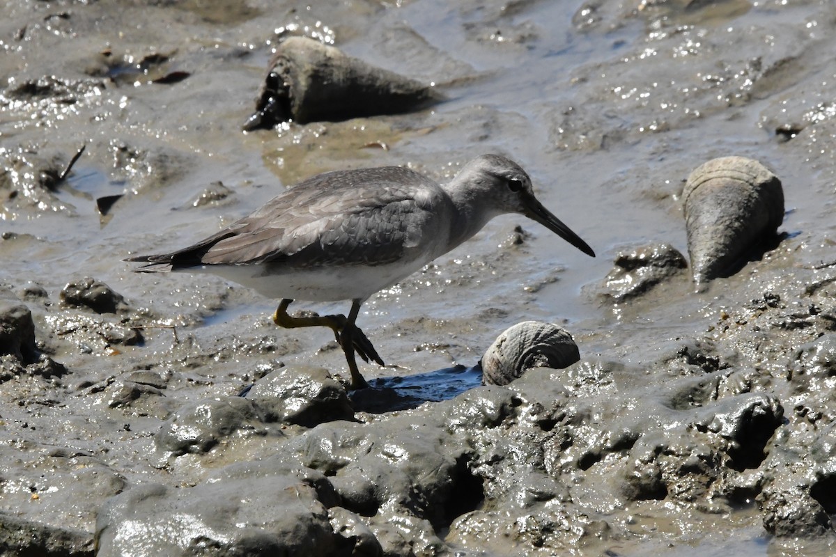 Gray-tailed Tattler - ML644684469