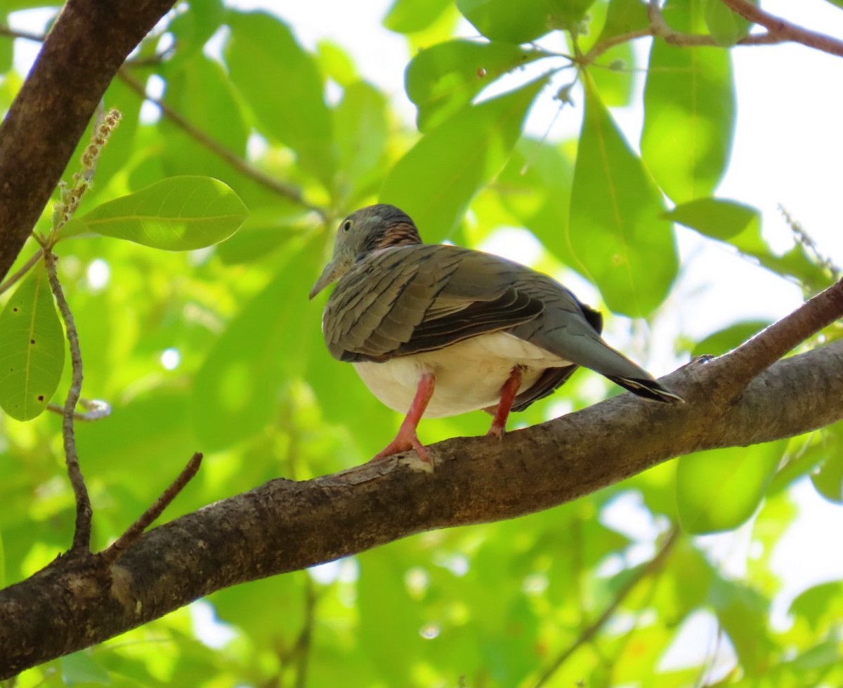 Bar-shouldered Dove - ML644684472