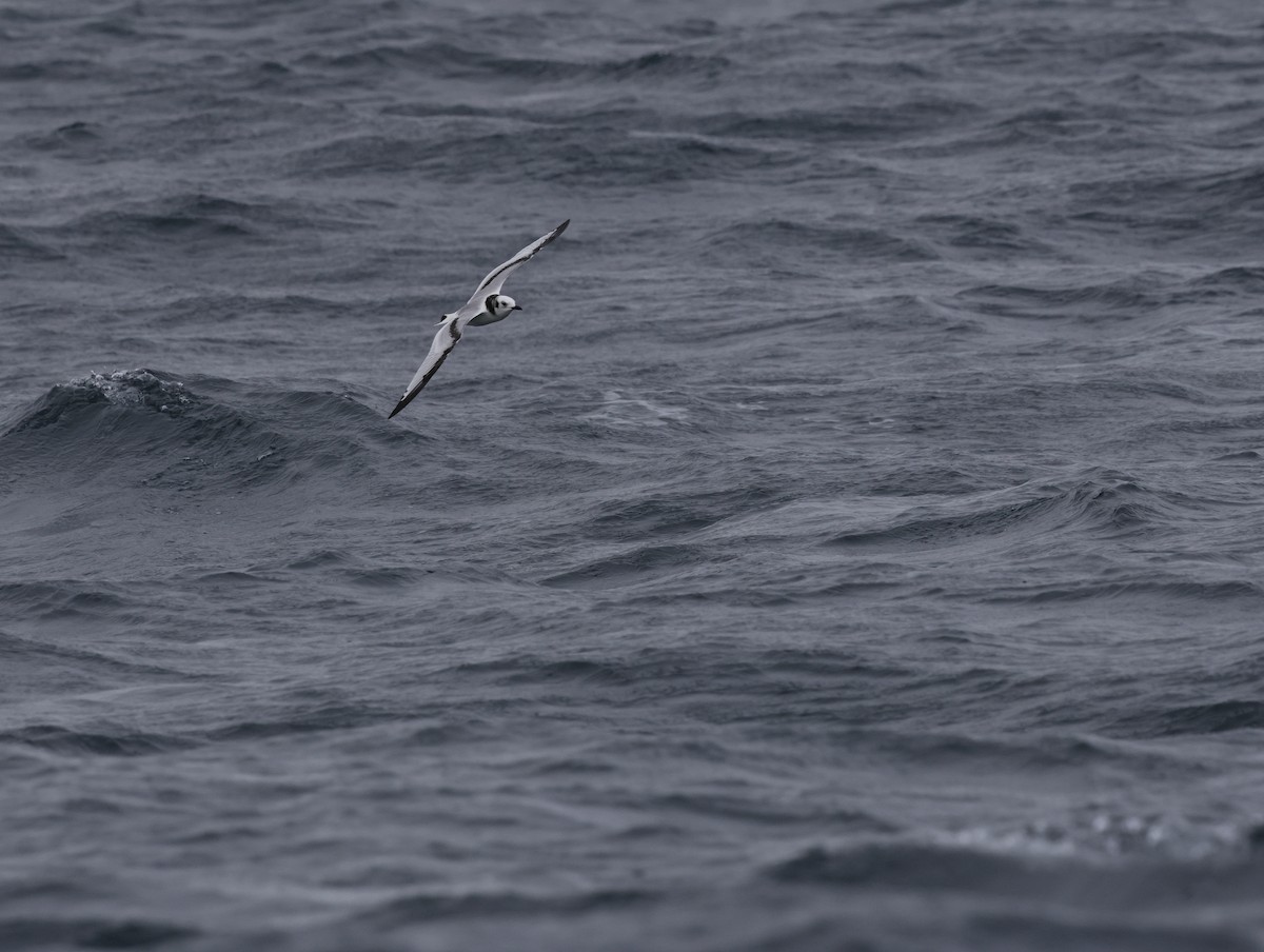 Black-legged Kittiwake - ML644684477