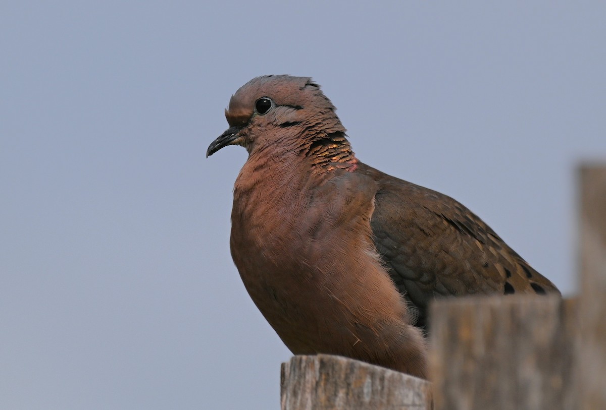 hrdlička černouchá - ML644684480