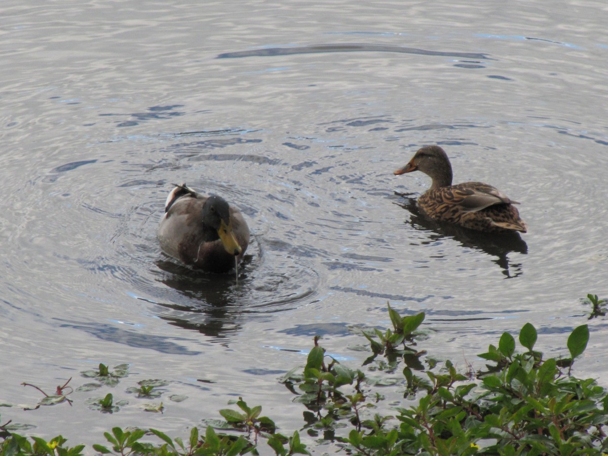 Canard chipeau - ML644684487