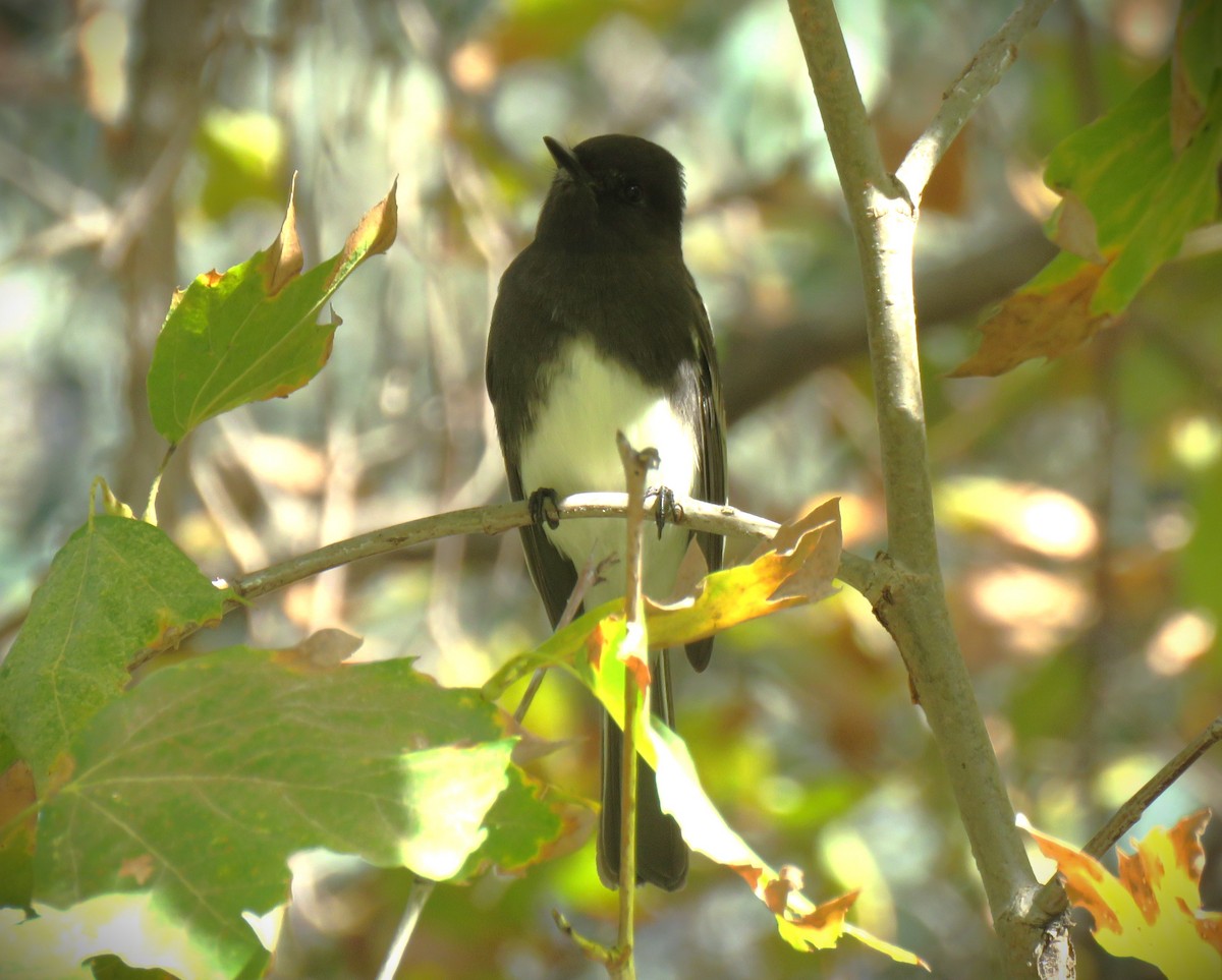 Schwarzkopf-Phoebetyrann - ML644684488