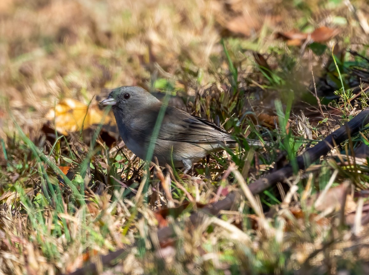Dark-eyed Junco - ML644684491