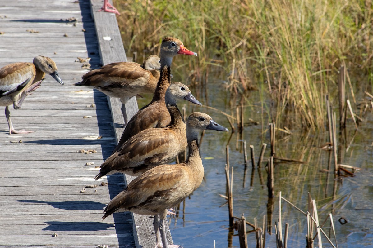 Black-bellied Whistling-Duck - ML644684492