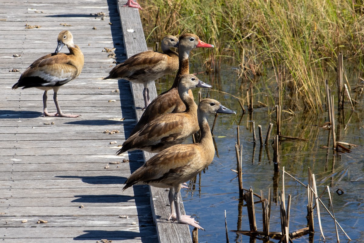 Black-bellied Whistling-Duck - ML644684493
