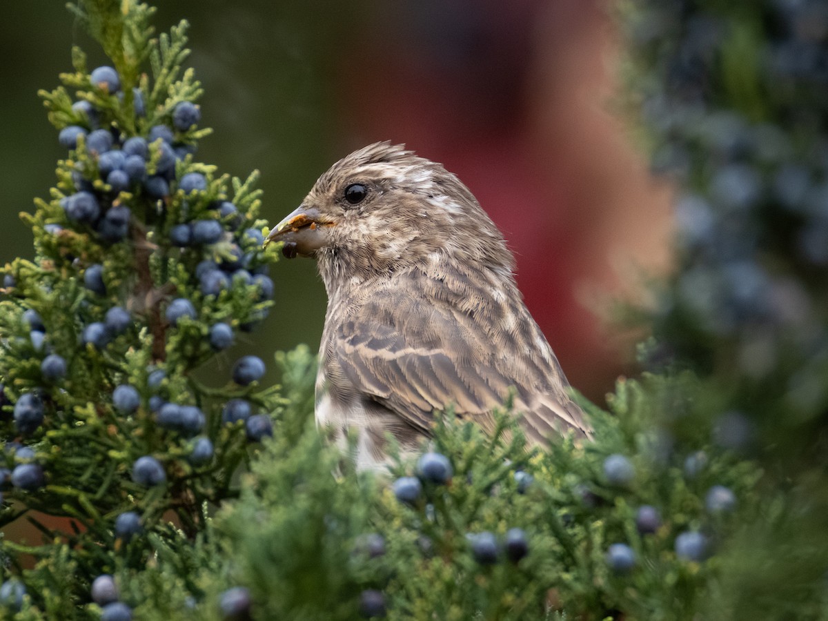 Purpurgimpel - ML644684497