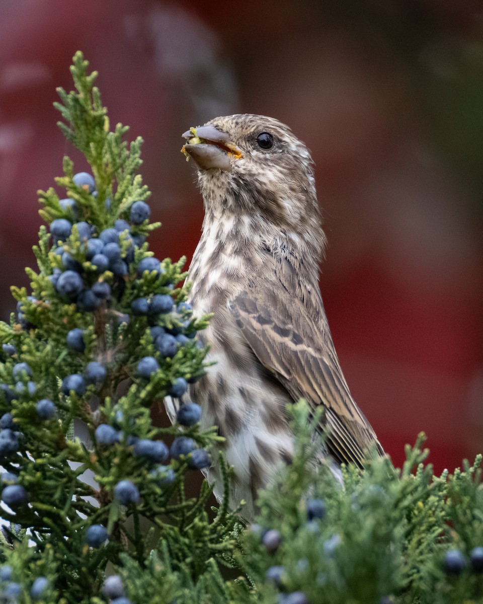 Purpurgimpel - ML644684498